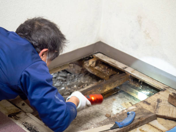 Best Attic Mold Remediation in Bellevue, ID