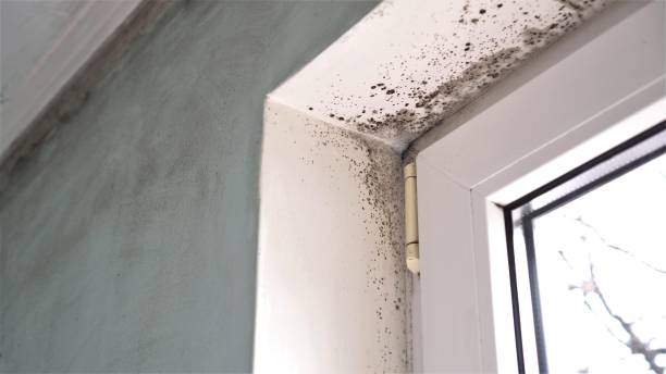 Best HVAC Mold Remediation in Bellevue, ID
