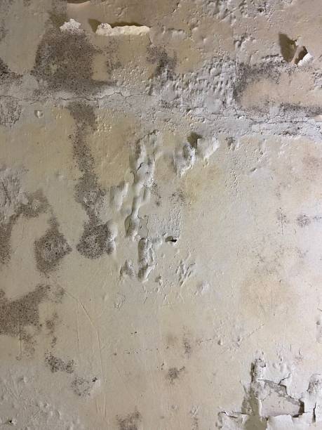 Best White Mold Remediation in Bellevue, ID